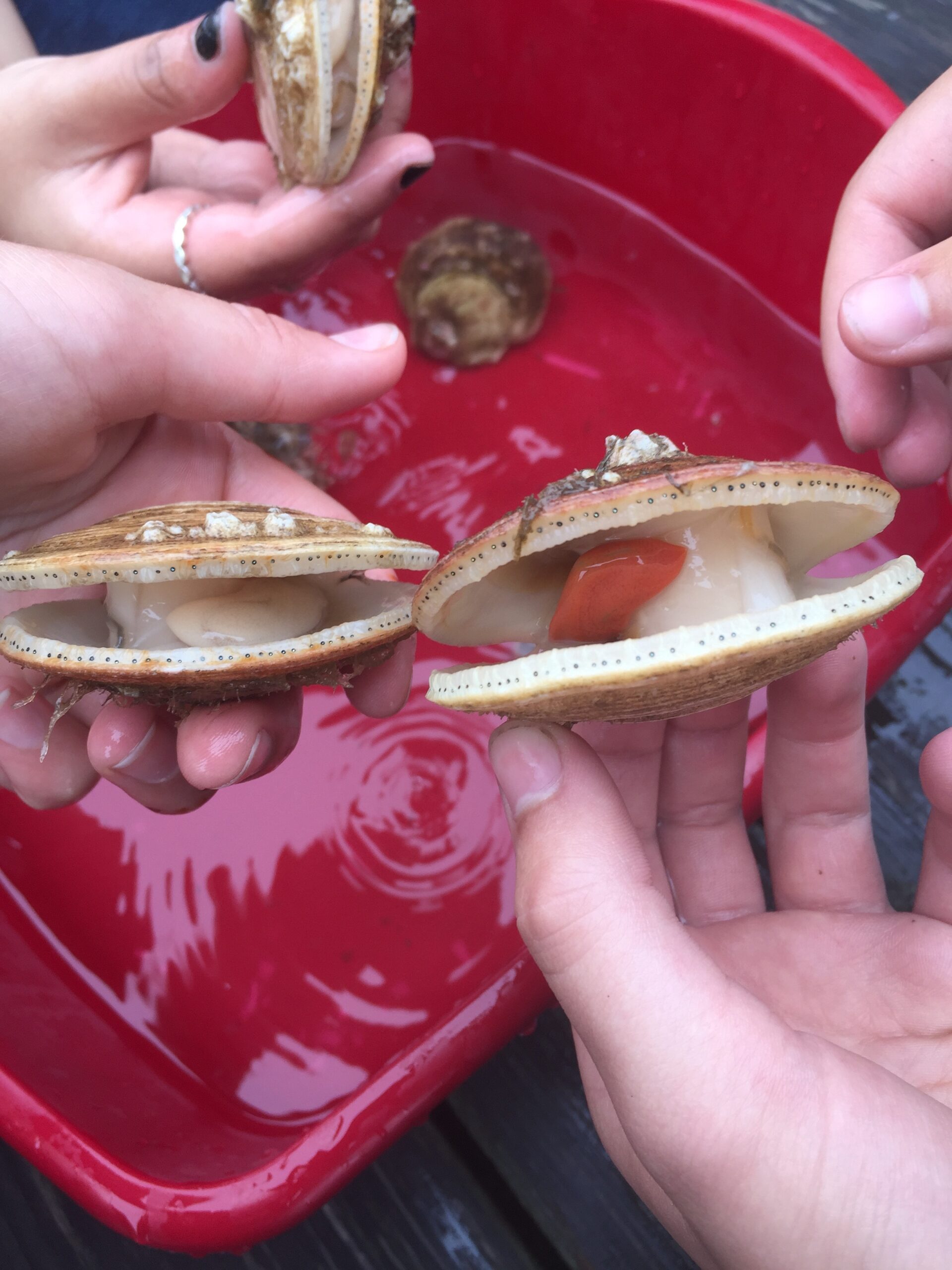 hands hold scallops over a tub of water